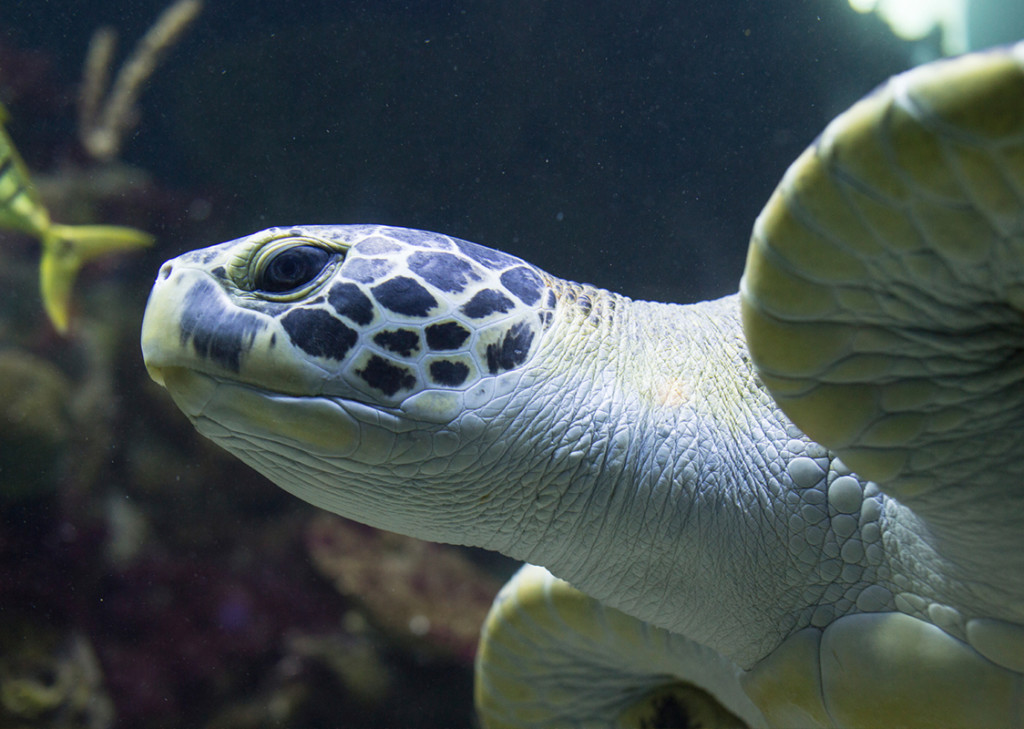 6 Turtle