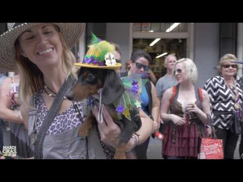 Watch adorable costumed dogs parade in Krewe of Barkus for Mardi Gras 2017