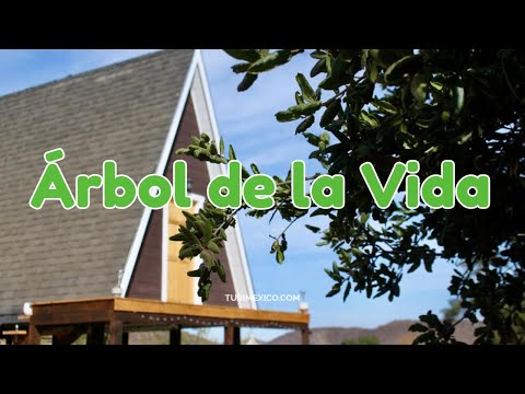 Árbol de la Vida Glamping Valle de Guadalupe en Baja California