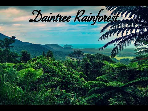 Van Life | The Daintree Rainforest Tour in Cairns, Australia.