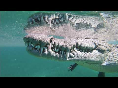 All Star Avalon II - Cuba Dive Liveaboard - Gardens of the Queen