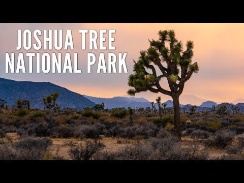 15 Places to Explore in Joshua Tree National Park