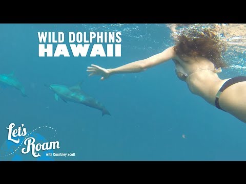 Things to do in Oahu - Swimming with Wild Dolphins