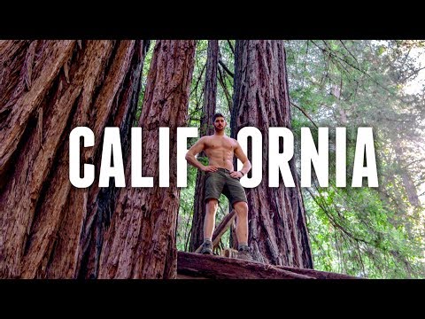 California Road Trip TRAVEL GUIDE | REDWOOD FOREST