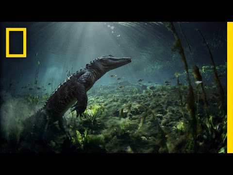 Meet the Residents of Everglades National Park | America&#039;s National Parks