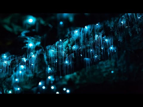 Glowworms in Motion - A Time-lapse of NZ&#039;s Glowworm Caves in 4K