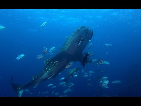 Manta Queen 7 Tour #133, Similan Islands 5 day liveaboard