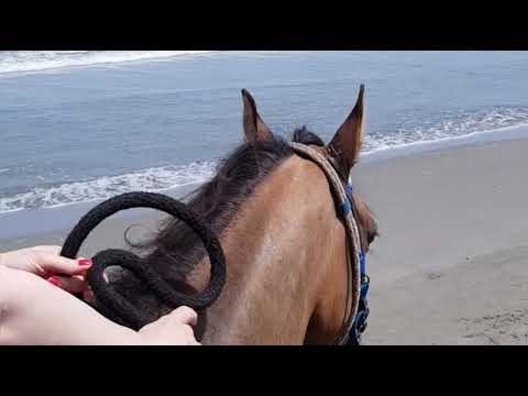 Tour Horseback riding on the beach in Cartagena