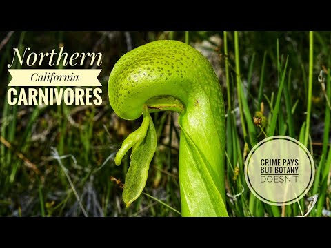 Pitcher Plants of Northern California