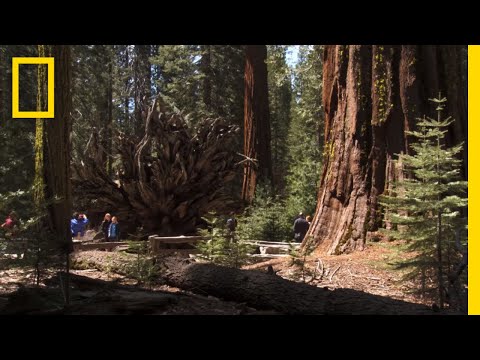 Top 5 Must-See Attractions in Yosemite | National Geographic