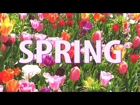 Spring in Amsterdam