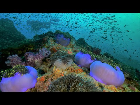 Thailand, Similan Islands diving MV Camic liveaboard 2021