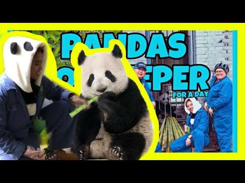 🐼 I’M A PANDA ZOOKEEPER FOR A DAY 🐼// PANDA VOLUNTEER DUJIANGYAN BASE// PANDAS IN CHENGDU, CHINA