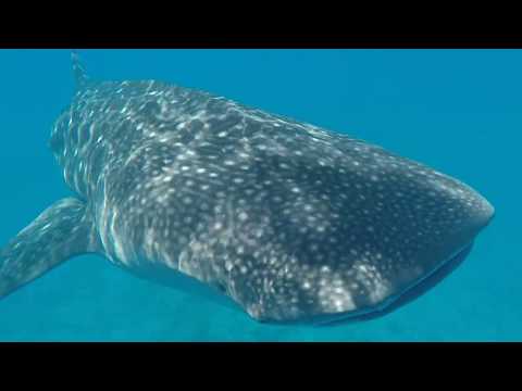 Croisière Maldives 4 - 10 Novembre 2018 Seafari - Moonima