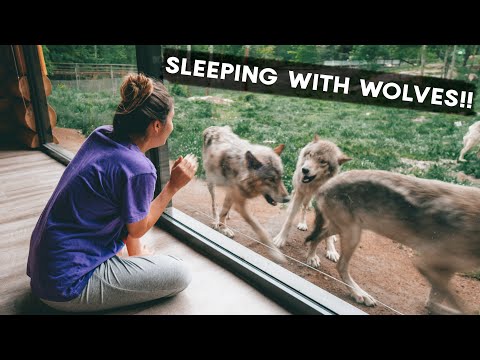 OTTAWA in the SUMMER | the BEST things to DO! | Sleeping with Wolves at Parc Omega