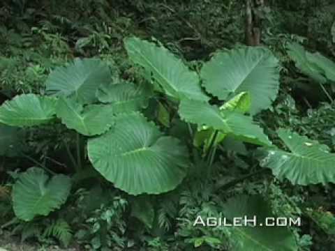 Okinawa, Japan 7: Nakijin Castle and Village