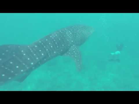 Best of Maldives - 7 Day Scuba Diving on the Ari Queen