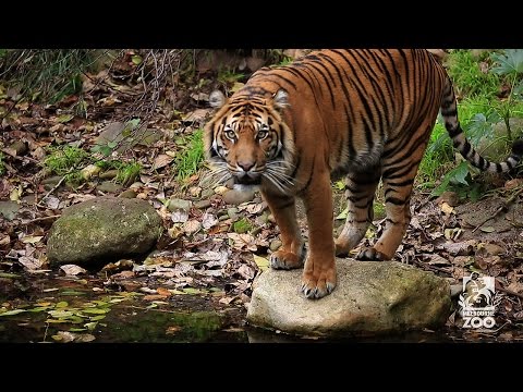 Melbourne Zoo Highlights