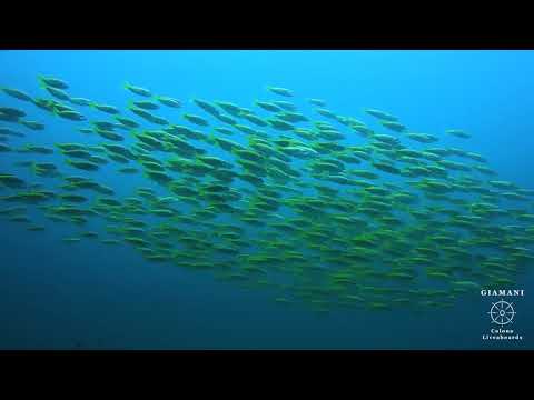 Diving in Phi Phi Islands - MV Giamani Liveaboard