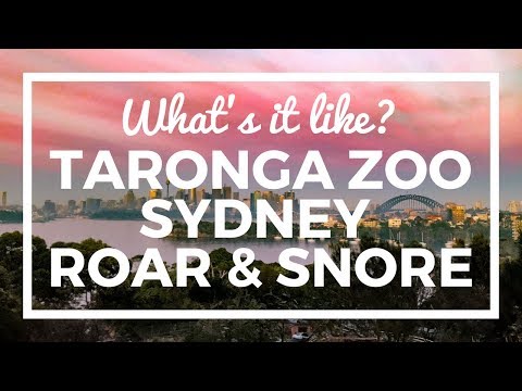 Sydney Taronga Zoo Sleepover - the Roar and Snore - what&#039;s it like?