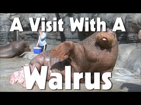 Indianapolis Zoo Walrus | The Friday Zone | WTIU | PBS