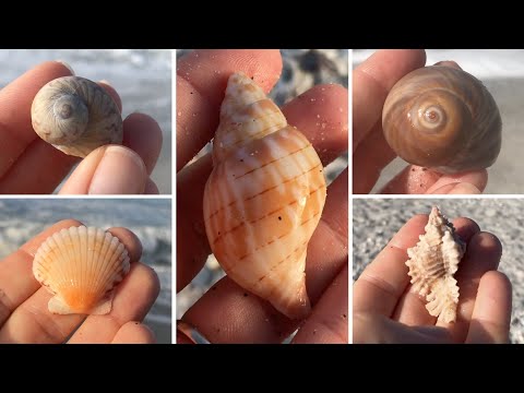 Post Hurricane Shelling Sanibel Island. Let’s find out what Zeta pushed up on the beach!