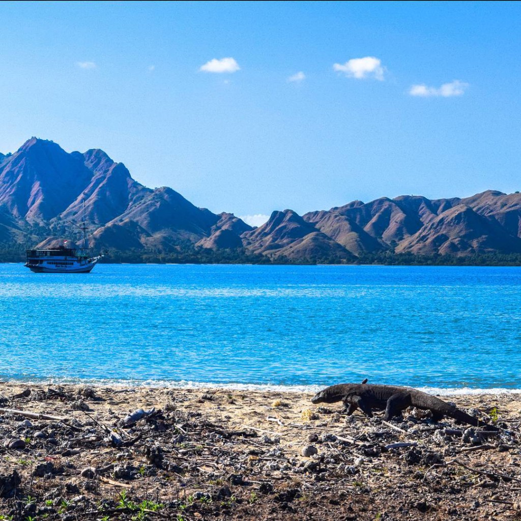 sea trek komodo