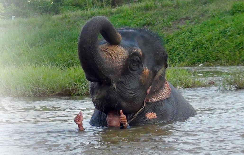 Thoms Elephant Camp - Best things. to do in Pai