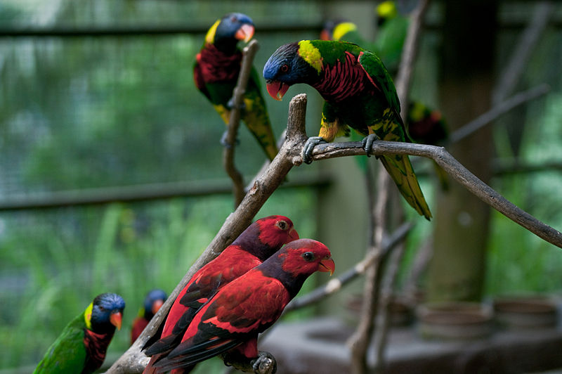 800px-Lorikeets_-Kuala_Lumpur_Bird_Park,_Malaysia-8a