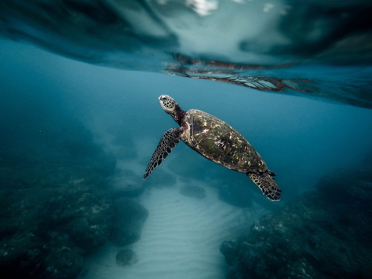 plavat s želvami-co dělat na GIli Trawangan 2019