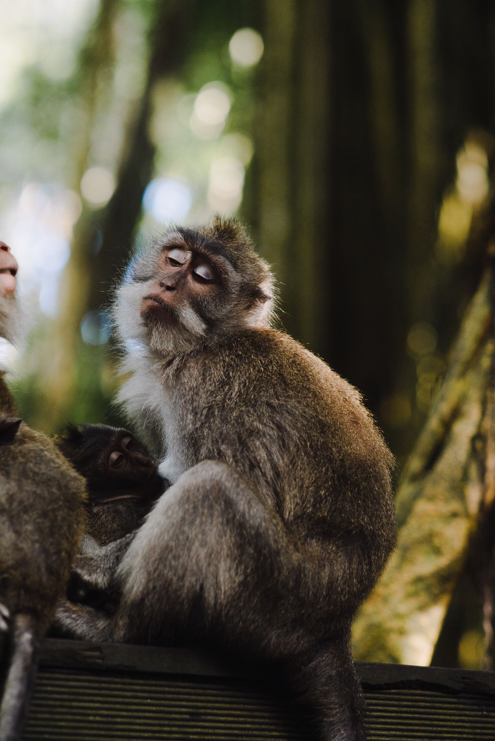 Ubud Monkey Foreest- Best Things To Do In Ubud