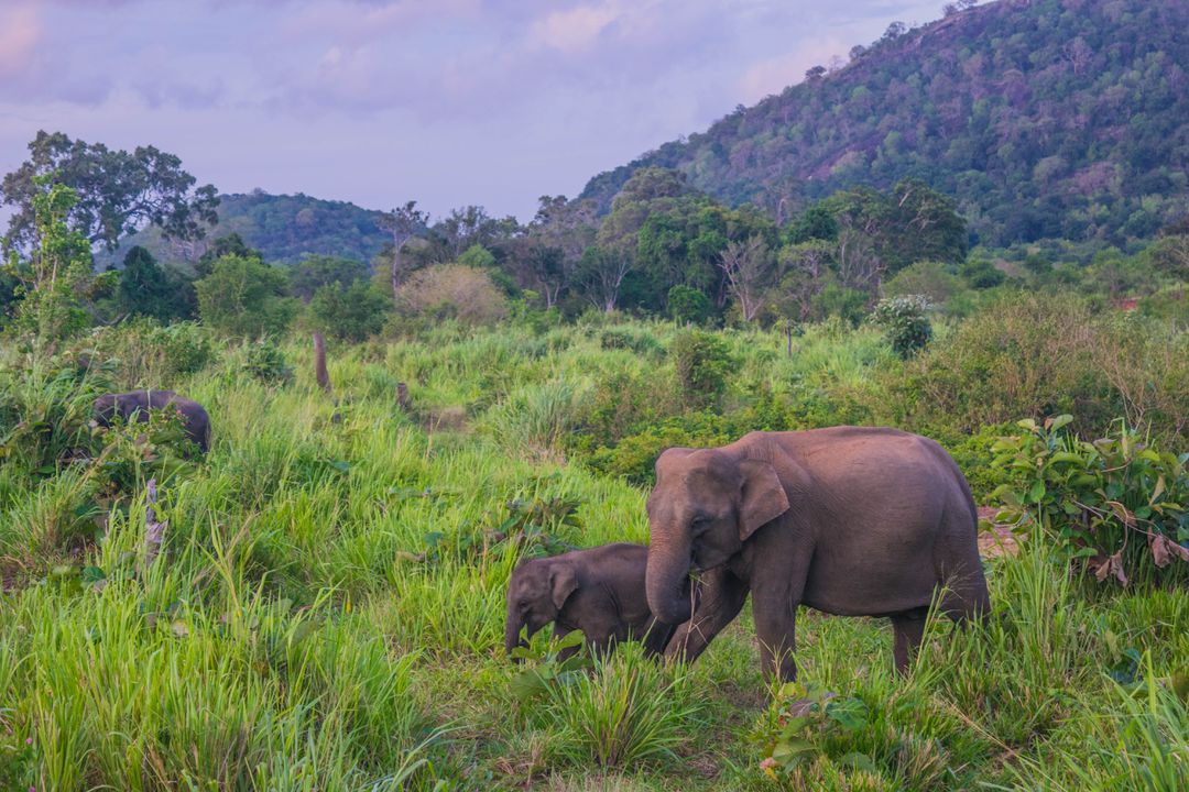 Sri Lanka Elephants - Arugam Bay Things to do