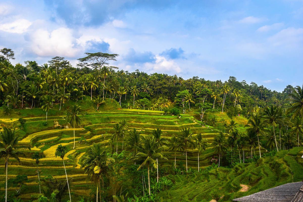 Ubud Rice Terraces - Week Bali itinerary