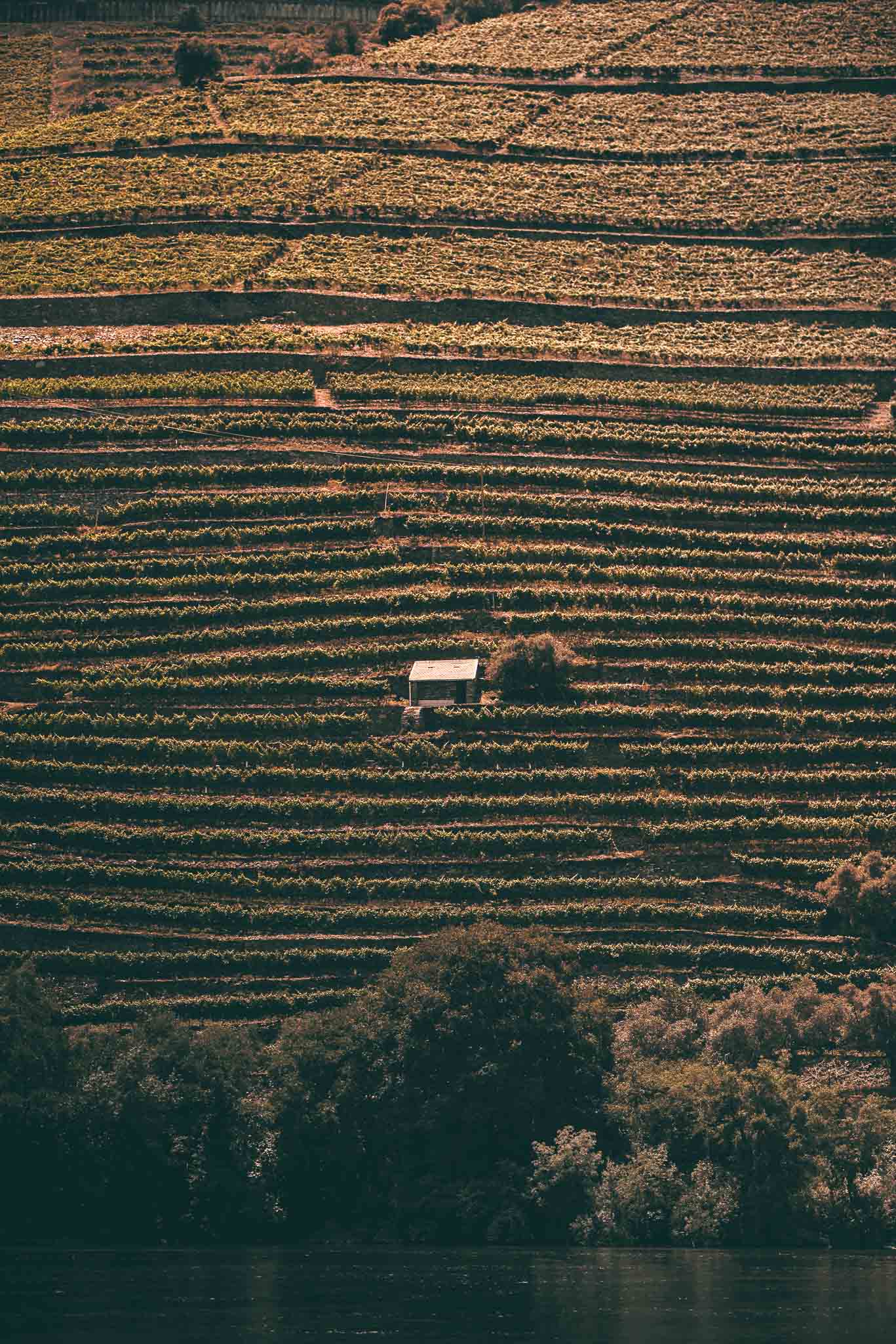 Douro Valley Day Trip