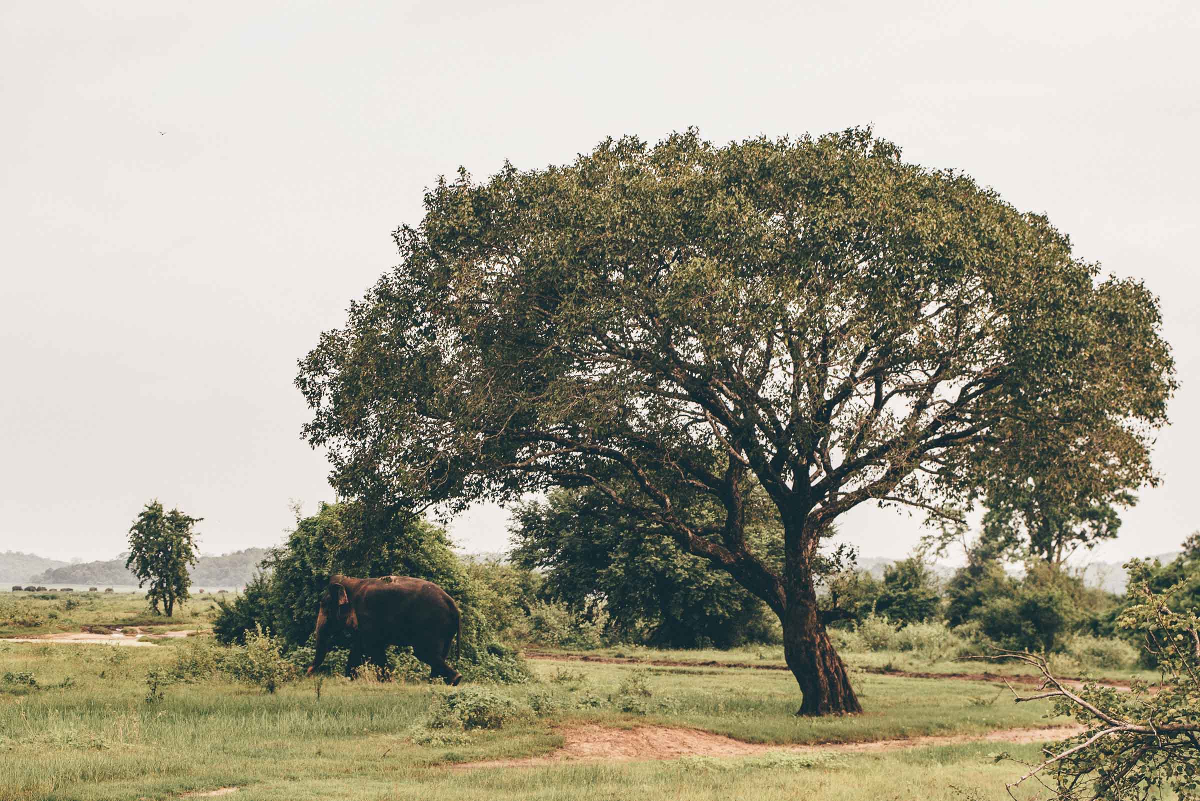 Kaudulla National Park