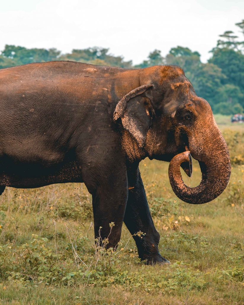 Kaudulla National Park