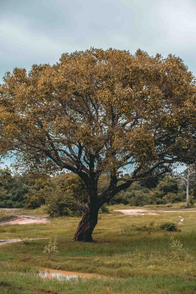 Kaudulla National Park