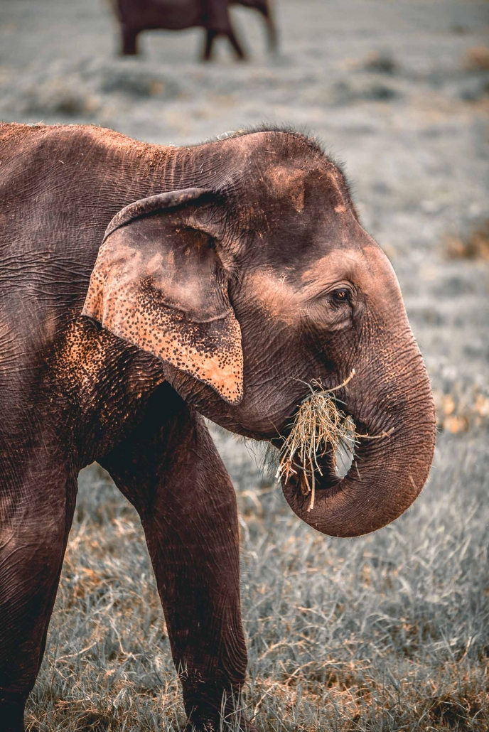 Kaudulla National Park