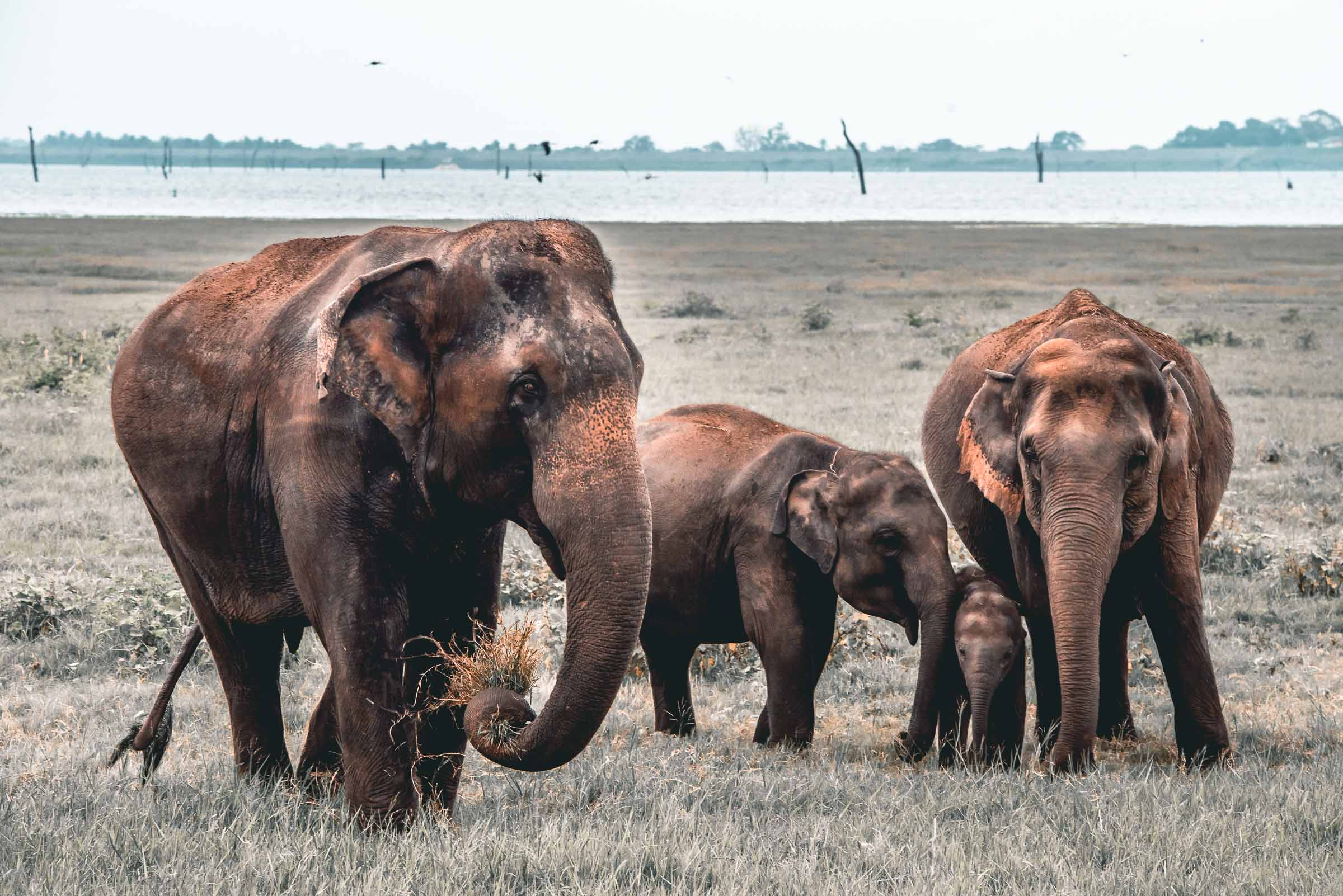 Kaudulla National Park