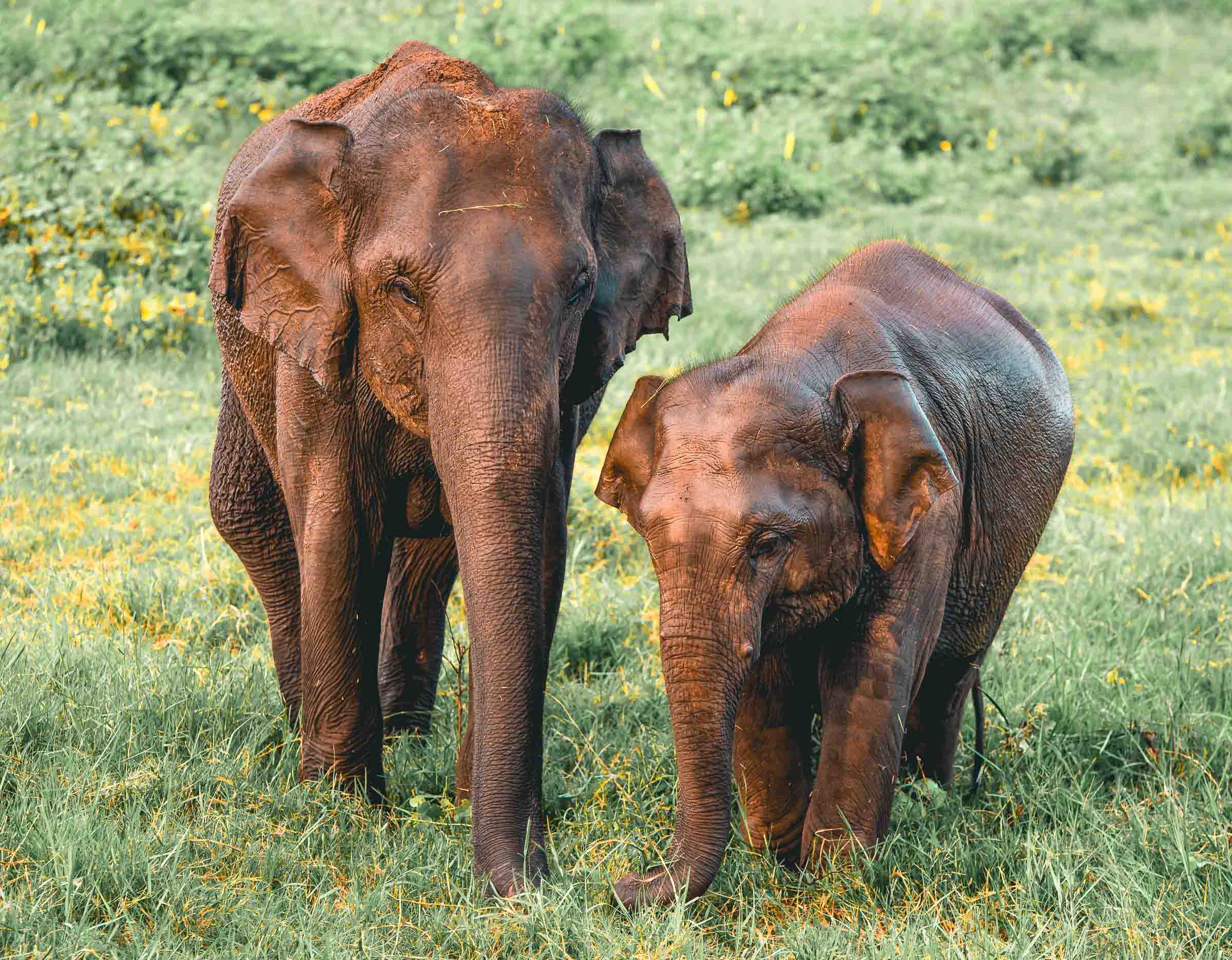 Kaudulla National Park