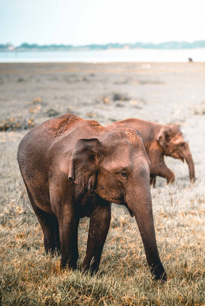 Kaudulla National Park