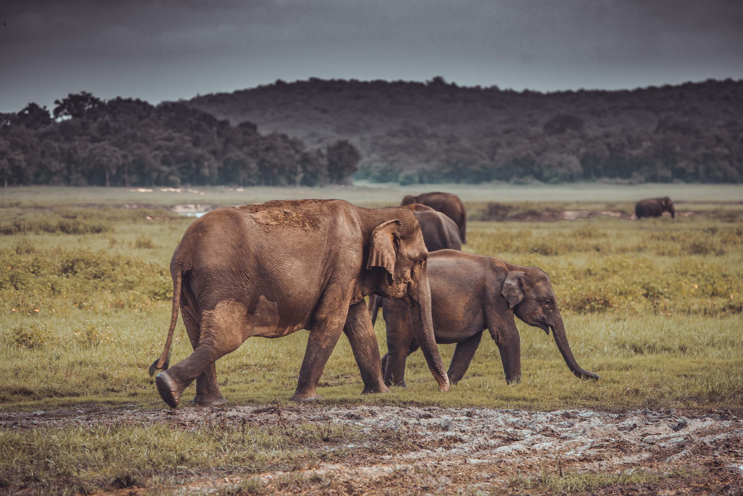 Kaudulla National Park