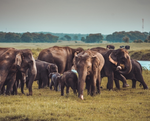 Kaudulla National Park