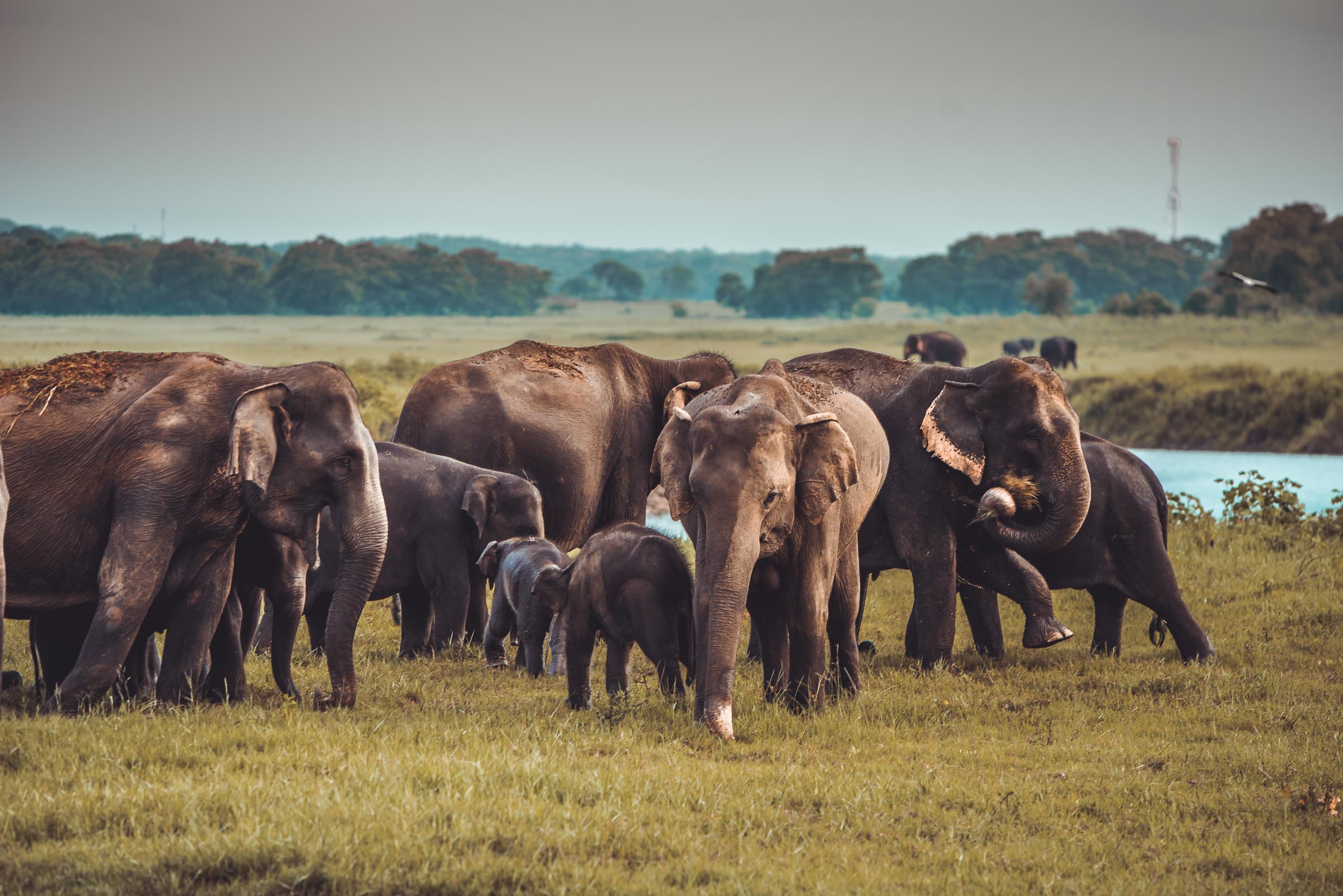 Kaudulla National Park