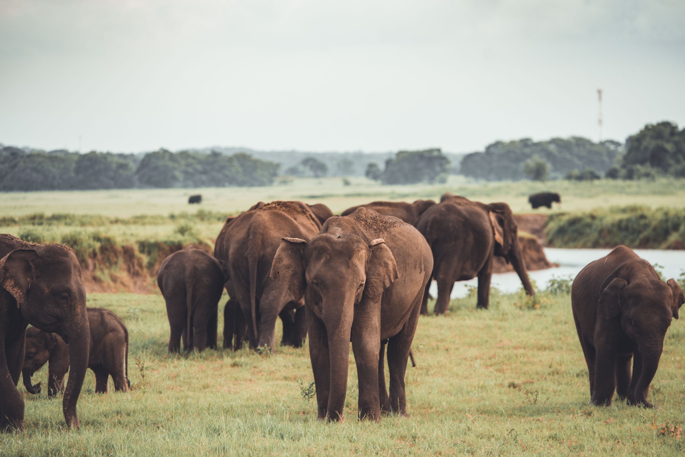 Kaudulla National Park