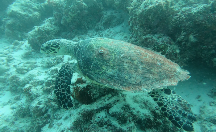 Thulusdhoo Scuba Diving