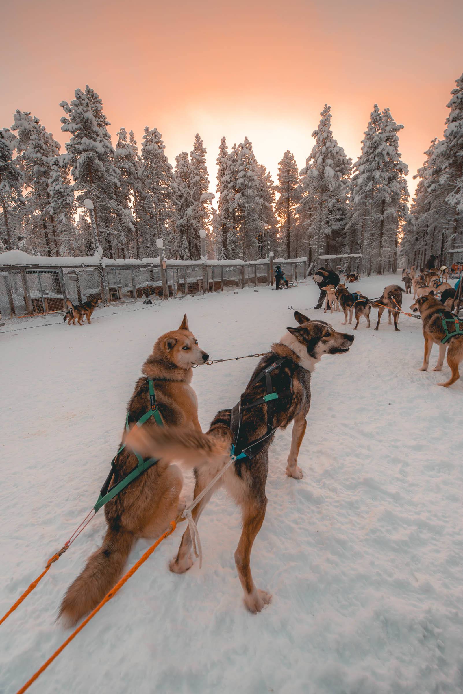 Husky Sledding Torassieppi, Lapland, Finland