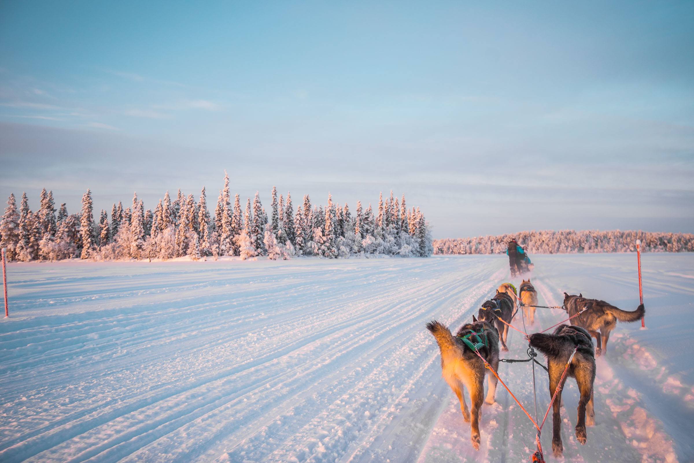 Husky Sledding Torassieppi, Lapland, Finland