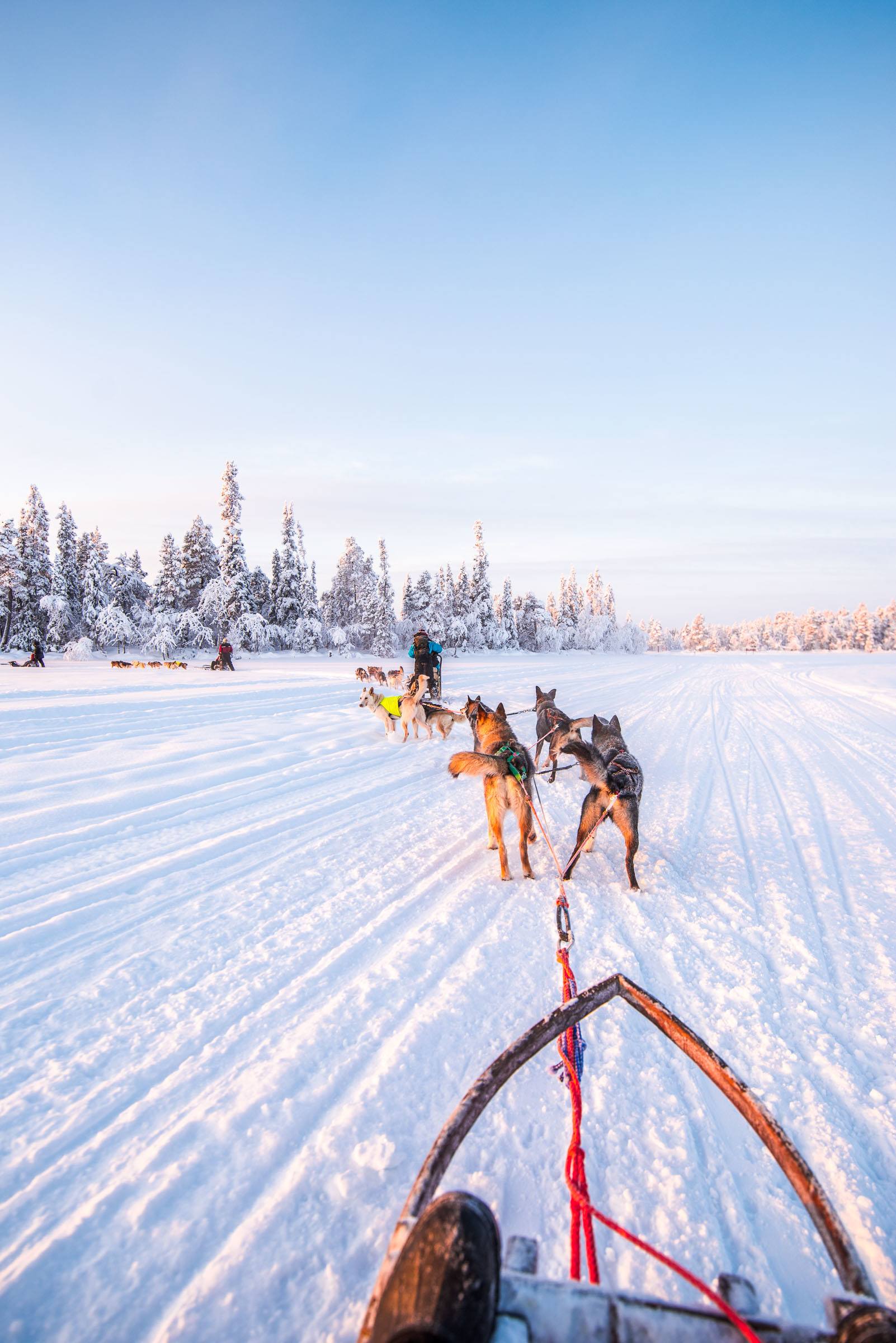 Husky Sledding Torassieppi, Lapland, Finland