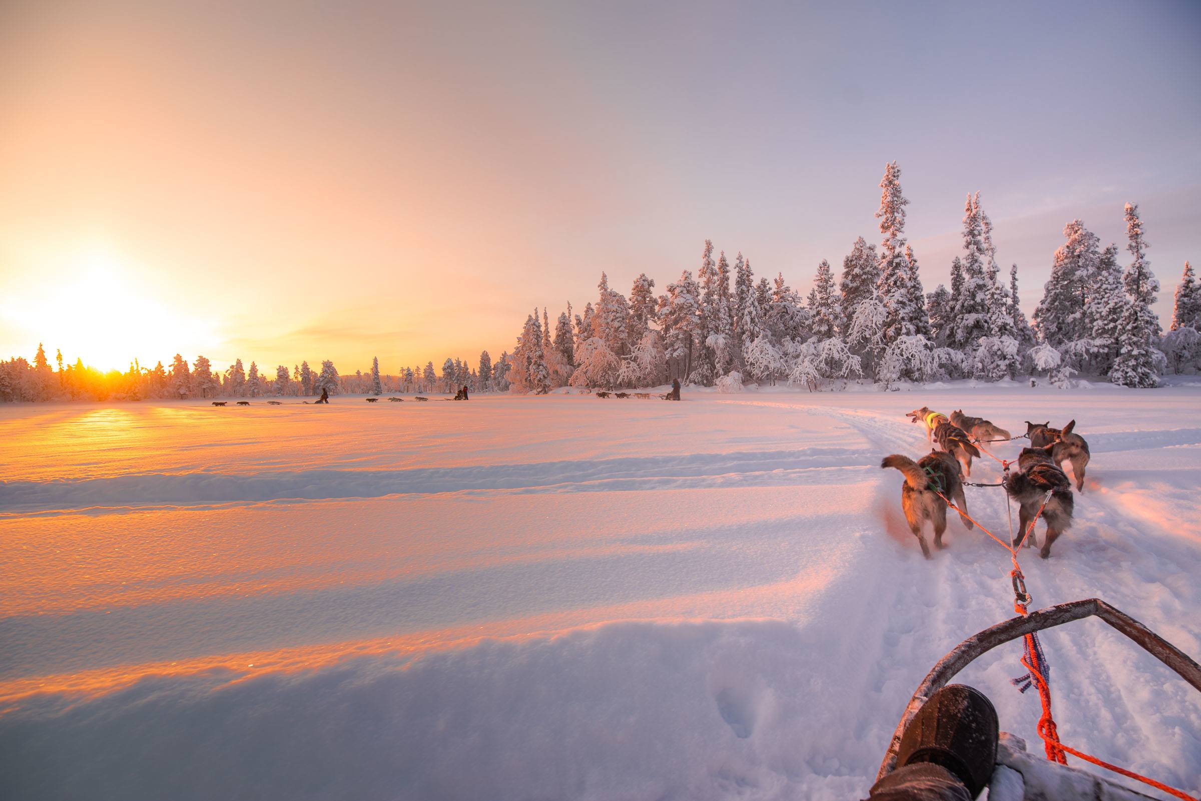 Husky Sledding Torassieppi, Lapland, Finland